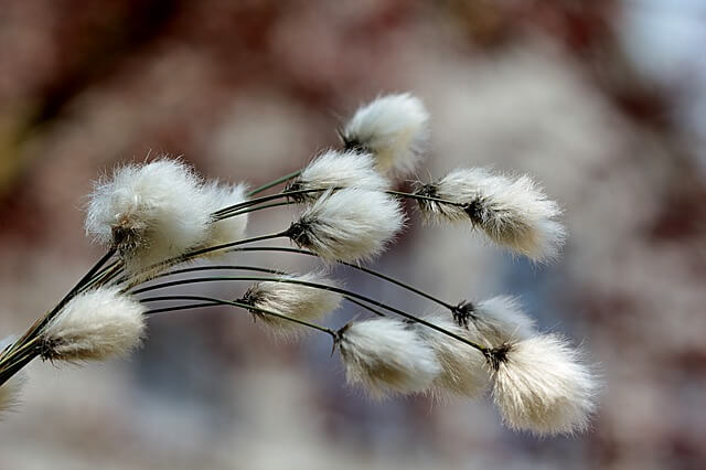 organic cotton